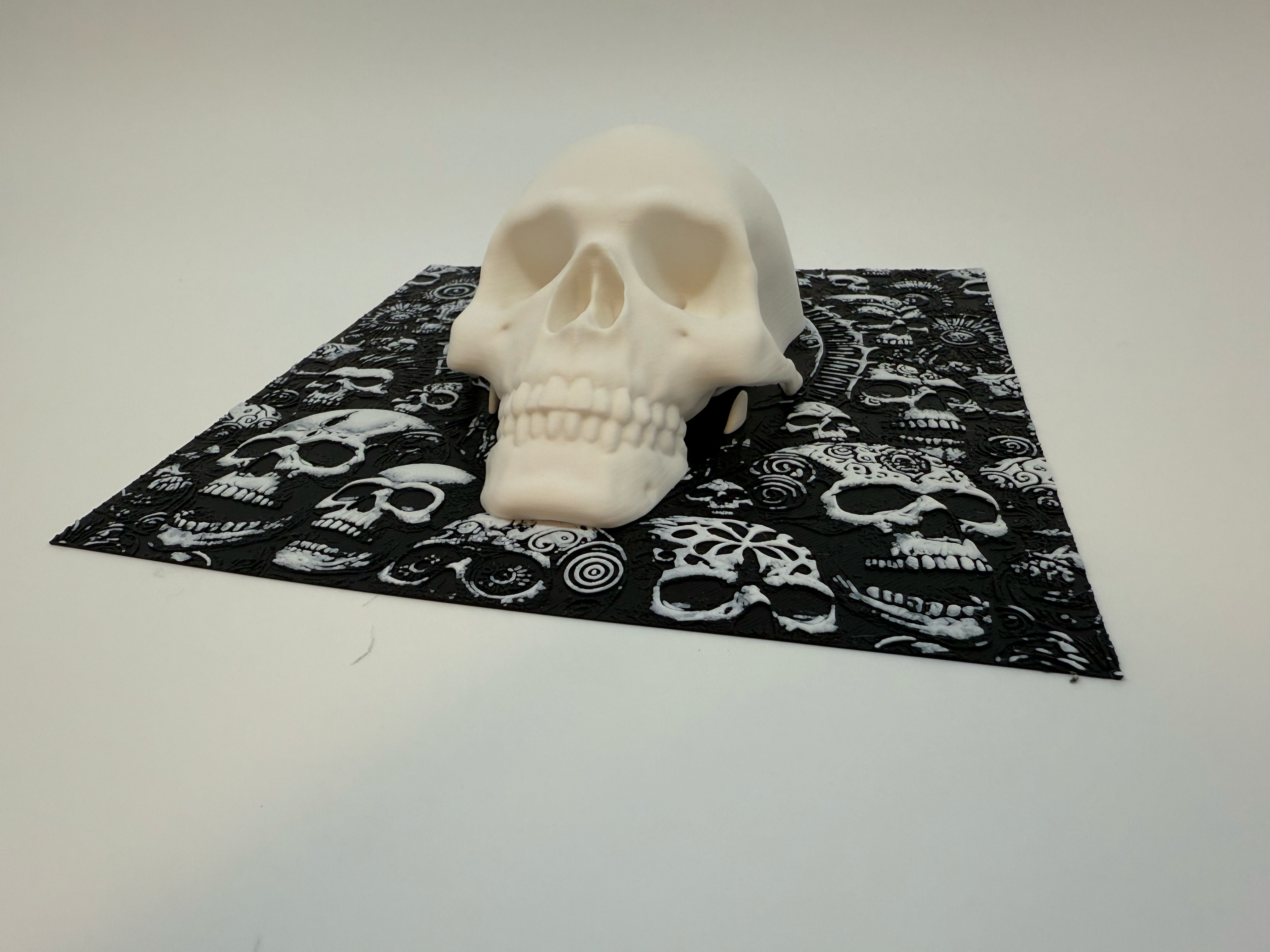 Human Skull With Background - Premium Quality